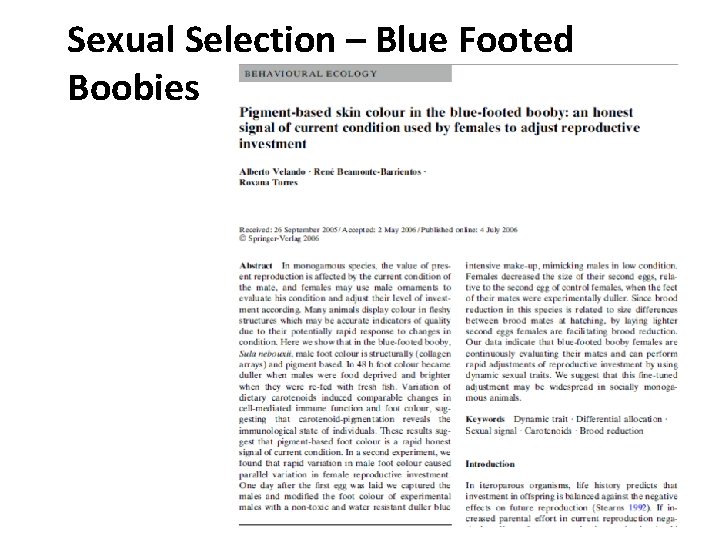Sexual Selection – Blue Footed Boobies 