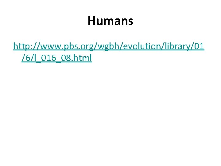 Humans http: //www. pbs. org/wgbh/evolution/library/01 /6/l_016_08. html 