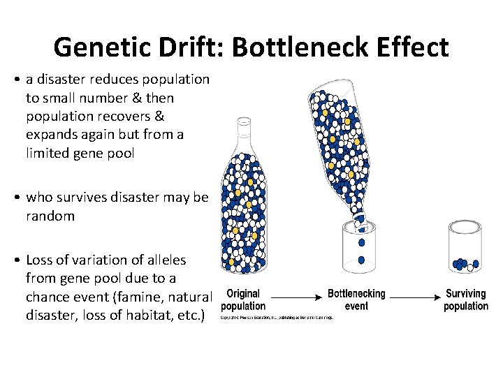 Genetic Drift: Bottleneck Effect • a disaster reduces population to small number & then