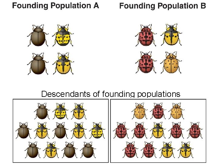 Descendants of founding populations 