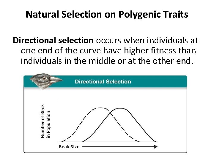 Natural Selection on Polygenic Traits Directional selection occurs when individuals at one end of