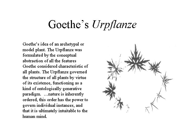 Goethe’s Urpflanze Goethe’s idea of an archetypal or model plant. The Urpflanze was formulated