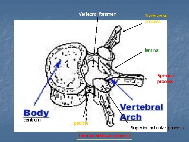 Vertebral foramen Transverse process lamina Spinous process centrum pedicle Inferior articular process Superior articular