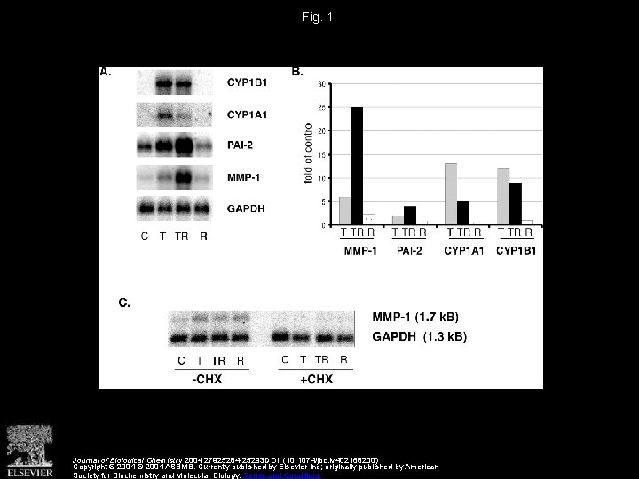 Fig. 1 Journal of Biological Chemistry 2004 27925284 -25293 DOI: (10. 1074/jbc. M 402168200)