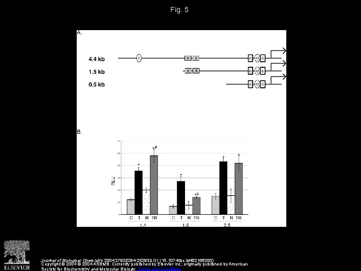 Fig. 5 Journal of Biological Chemistry 2004 27925284 -25293 DOI: (10. 1074/jbc. M 402168200)
