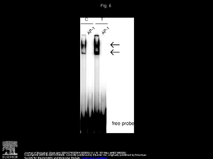 Fig. 6 Journal of Biological Chemistry 2004 27925284 -25293 DOI: (10. 1074/jbc. M 402168200)
