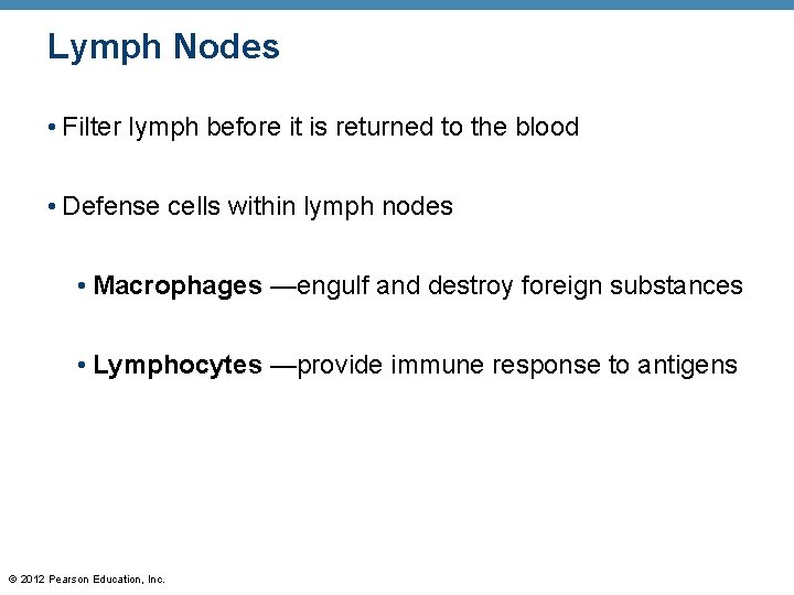 Lymph Nodes • Filter lymph before it is returned to the blood • Defense