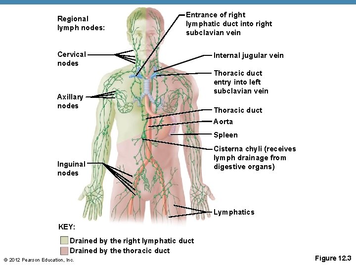 Regional lymph nodes: Entrance of right lymphatic duct into right subclavian vein Cervical nodes