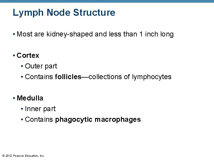 Lymph Node Structure • Most are kidney-shaped and less than 1 inch long •