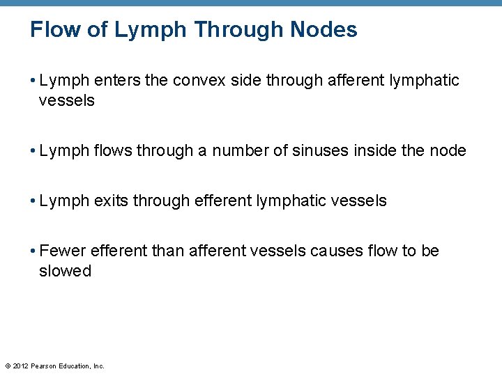 Flow of Lymph Through Nodes • Lymph enters the convex side through afferent lymphatic