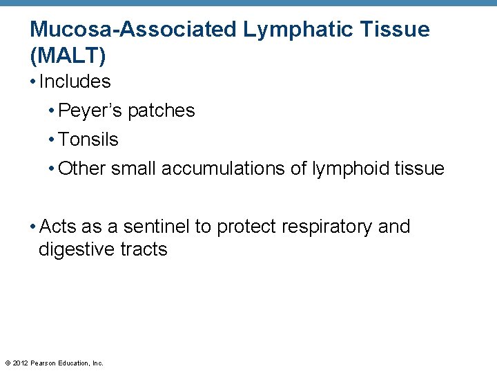 Mucosa-Associated Lymphatic Tissue (MALT) • Includes • Peyer’s patches • Tonsils • Other small