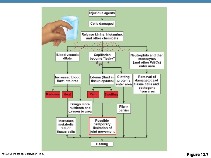 © 2012 Pearson Education, Inc. Figure 12. 7 