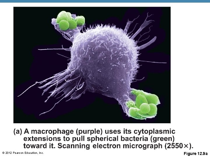 © 2012 Pearson Education, Inc. Figure 12. 9 a 