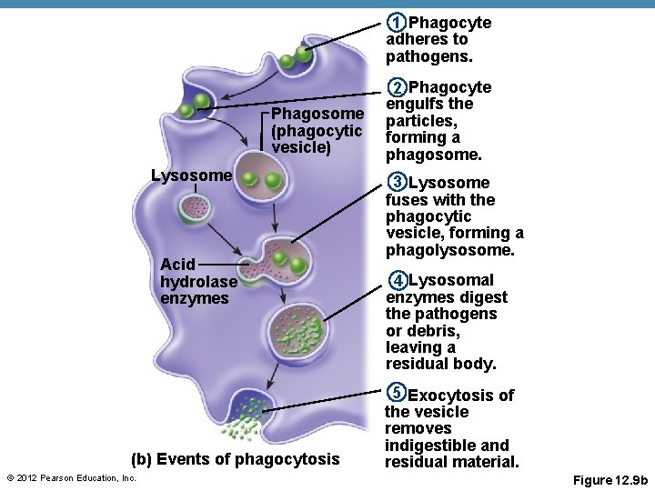 1 Phagocyte adheres to pathogens. Phagosome (phagocytic vesicle) Lysosome Acid hydrolase enzymes (b) Events