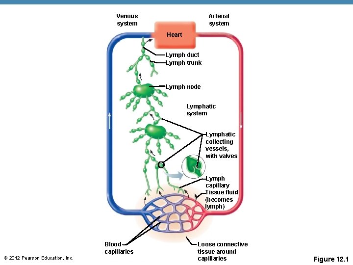 Venous system Arterial system Heart Lymph duct Lymph trunk Lymph node Lymphatic system Lymphatic