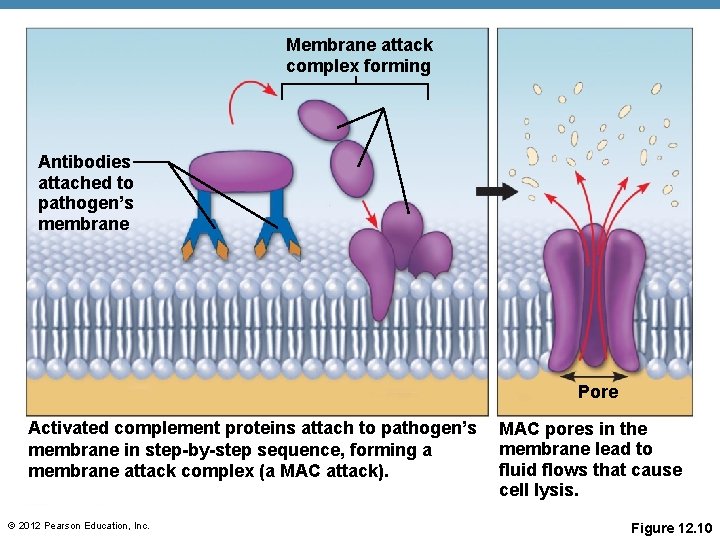 Membrane attack complex forming Antibodies attached to pathogen’s membrane Pore Activated complement proteins attach