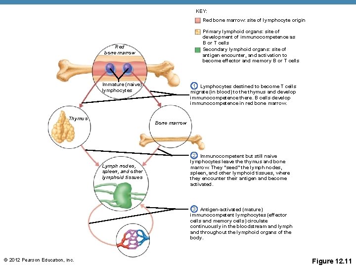 KEY: Red bone marrow: site of lymphocyte origin Primary lymphoid organs: site of development