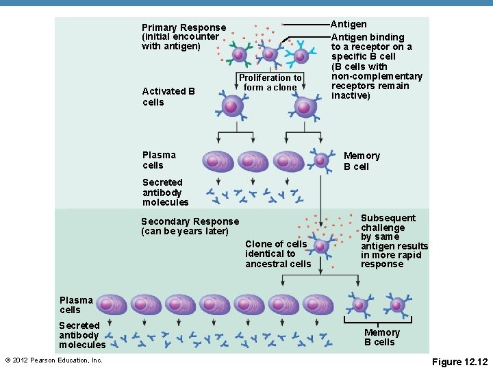 Primary Response (initial encounter with antigen) Activated B cells Proliferation to form a clone