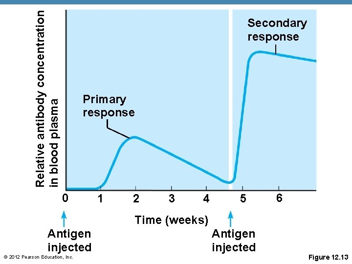 Relative antibody concentration in blood plasma Secondary response Primary response 0 1 2 3