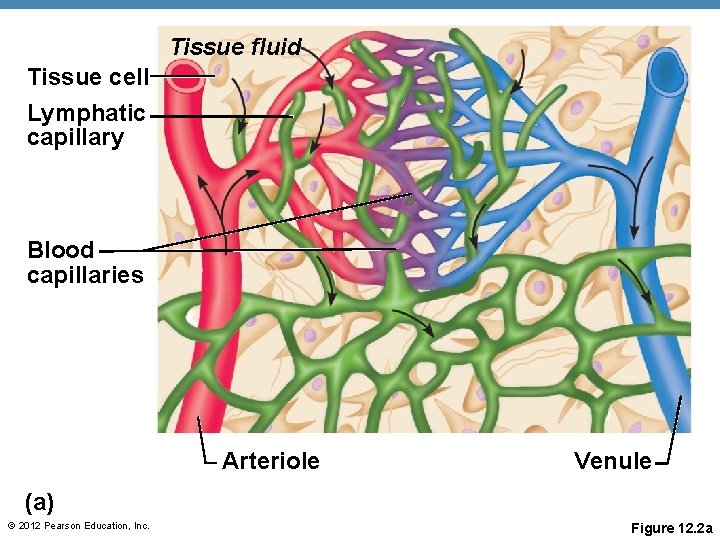 Tissue fluid Tissue cell Lymphatic capillary Blood capillaries Arteriole Venule (a) © 2012 Pearson