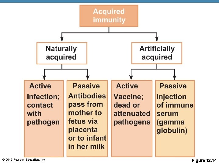 © 2012 Pearson Education, Inc. Figure 12. 14 