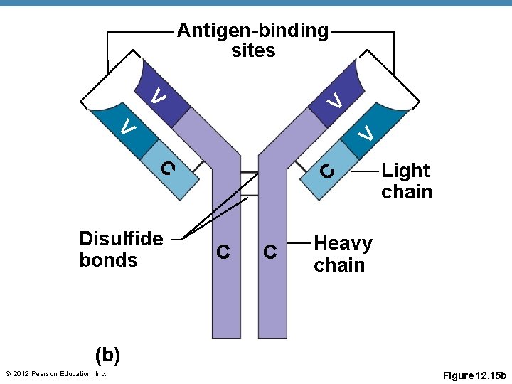 Antigen-binding sites V V C C Disulfide bonds C C Light chain Heavy chain