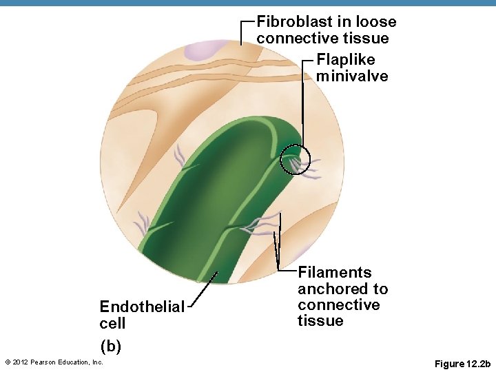 Fibroblast in loose connective tissue Flaplike minivalve Endothelial cell (b) © 2012 Pearson Education,