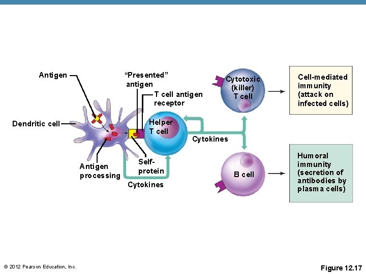 Antigen “Presented” antigen T cell antigen receptor Helper T cell Dendritic cell Antigen processing