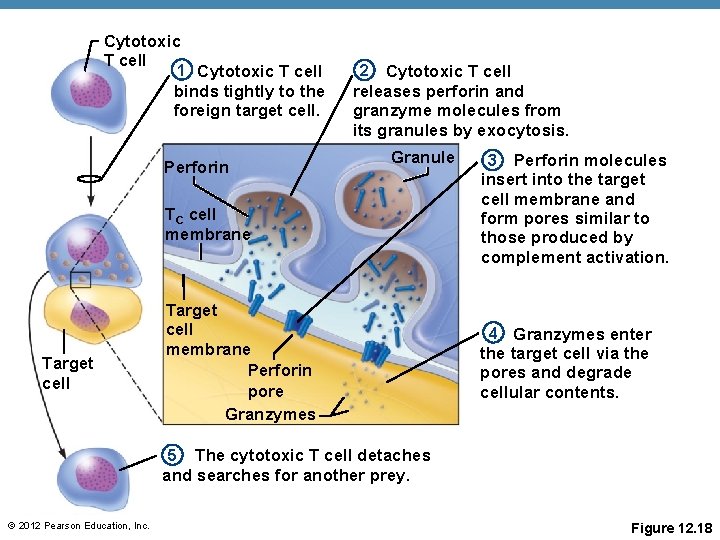 Cytotoxic T cell 1 Cytotoxic T cell binds tightly to the foreign target cell.