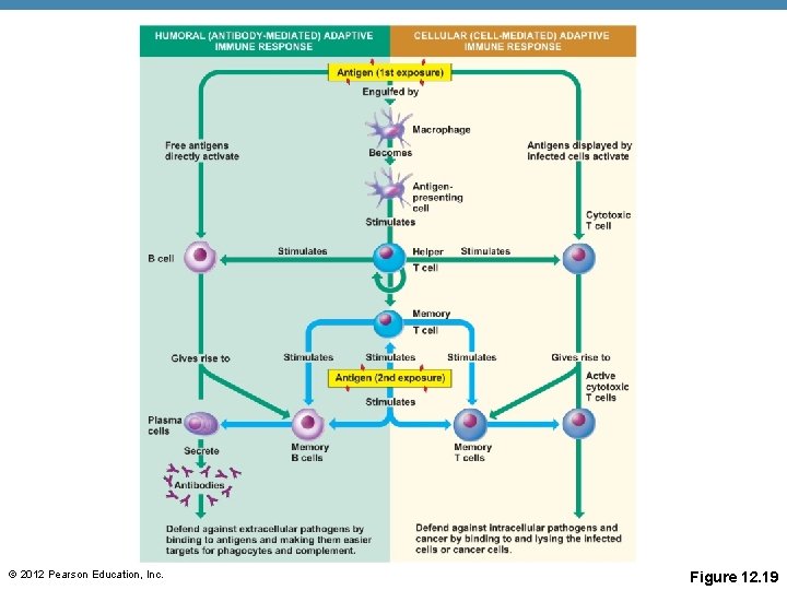 © 2012 Pearson Education, Inc. Figure 12. 19 