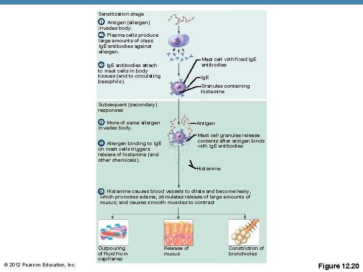 Sensitization stage 1 Antigen (allergen) invades body. 2 Plasma cells produce large amounts of