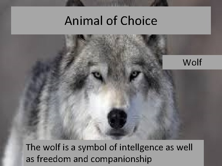 Animal of Choice Wolf The wolf is a symbol of intellgence as well as