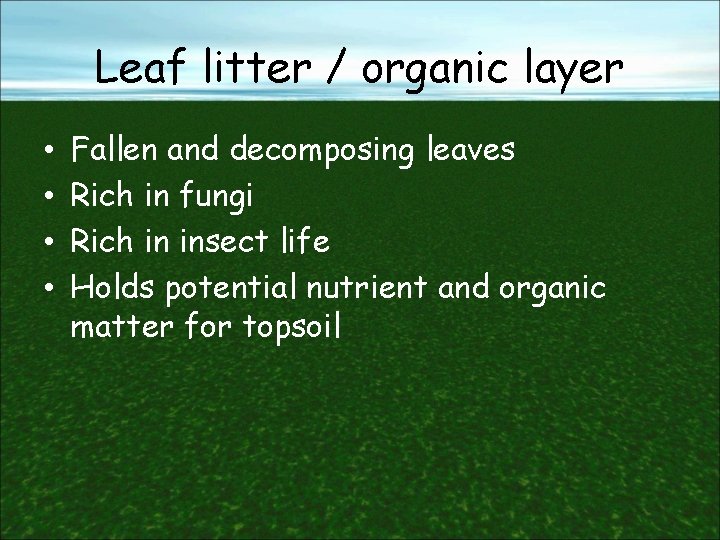 Leaf litter / organic layer • • Fallen and decomposing leaves Rich in fungi