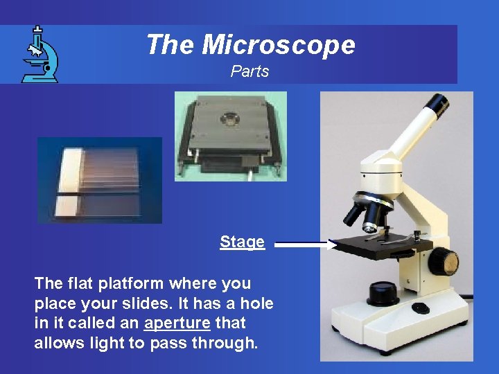 The Microscope Parts Stage The flat platform where you place your slides. It has