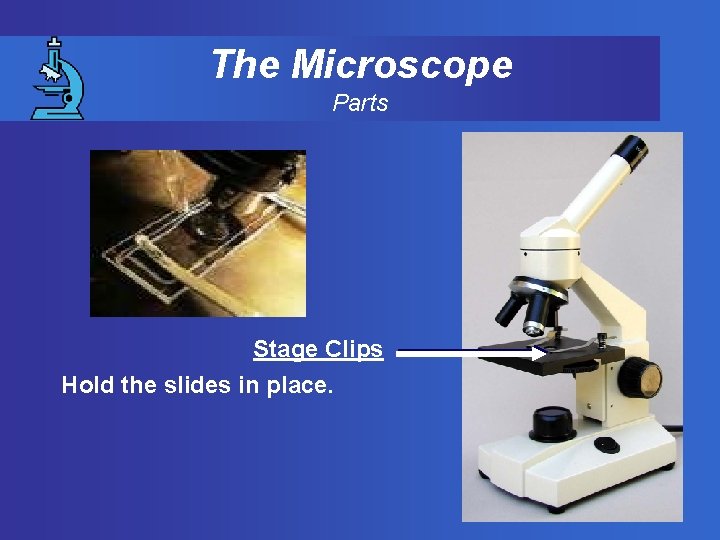 The Microscope Parts Stage Clips Hold the slides in place. 
