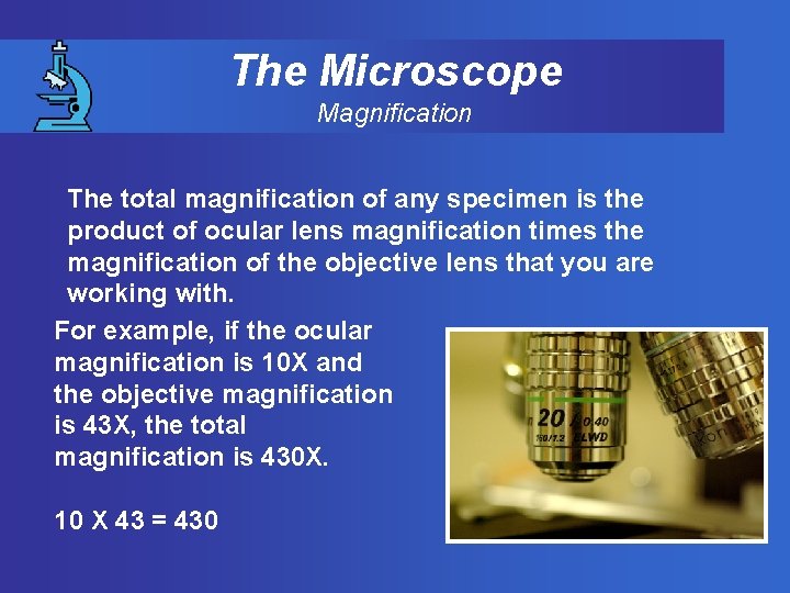 The Microscope Magnification The total magnification of any specimen is the product of ocular