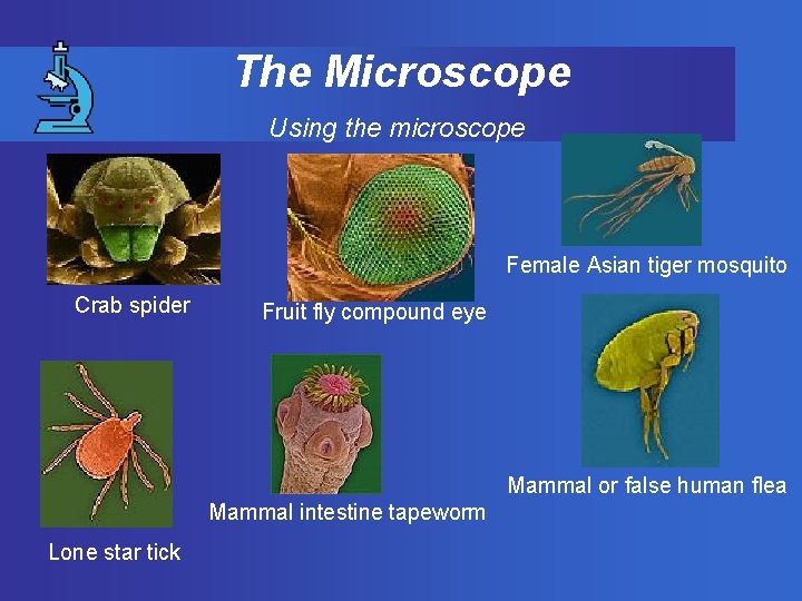 The Microscope Using the microscope Female Asian tiger mosquito Crab spider Fruit fly compound