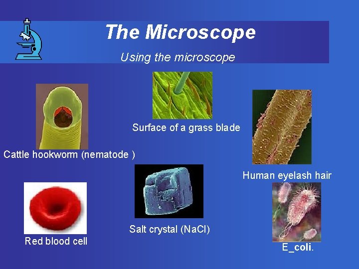 The Microscope Using the microscope Surface of a grass blade Cattle hookworm (nematode )