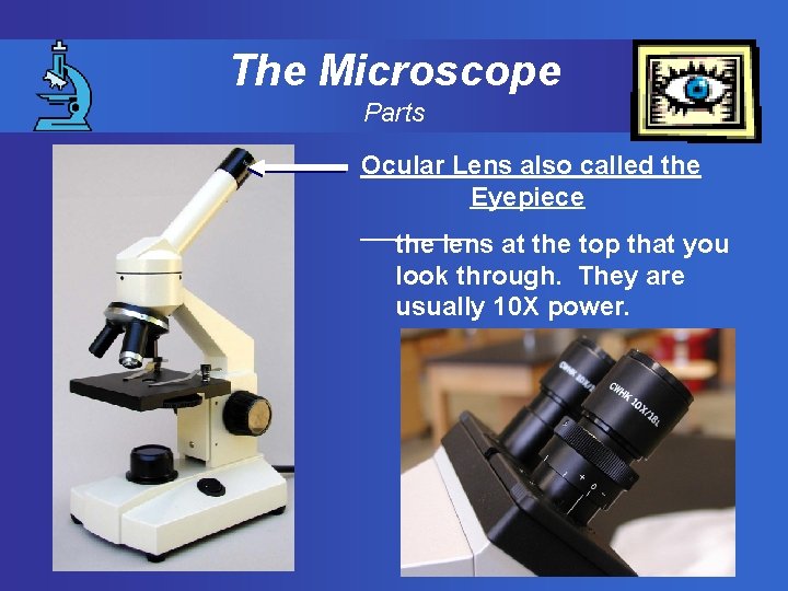 The Microscope Parts Ocular Lens also called the Eyepiece the lens at the top