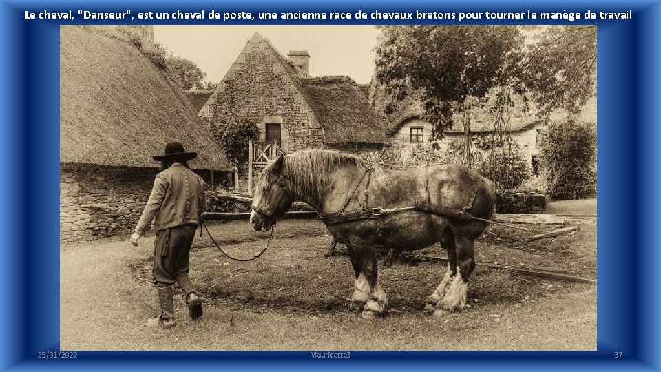 Le cheval, "Danseur", est un cheval de poste, une ancienne race de chevaux bretons