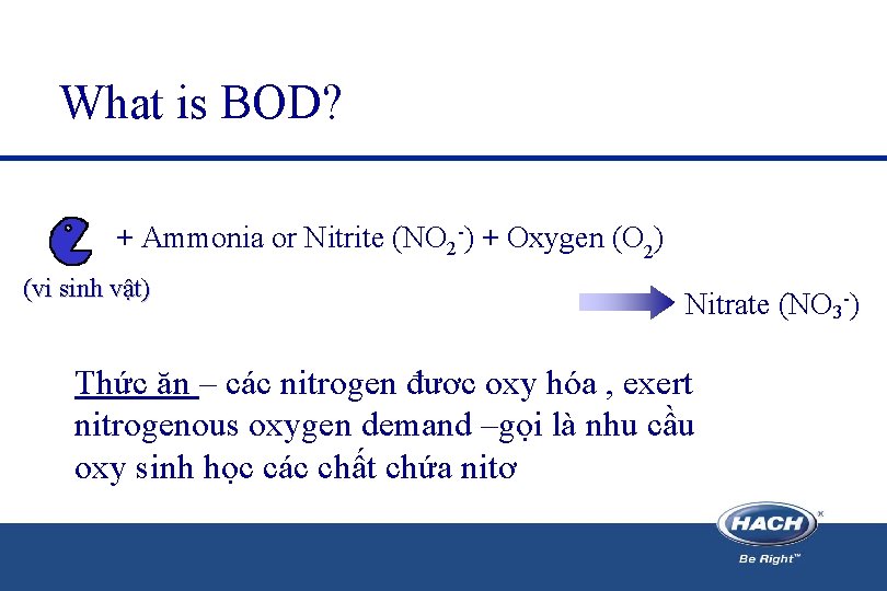 What is BOD? + Ammonia or Nitrite (NO 2 -) + Oxygen (O 2)