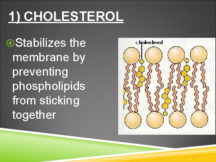 1) CHOLESTEROL Stabilizes the membrane by preventing phospholipids from sticking together 