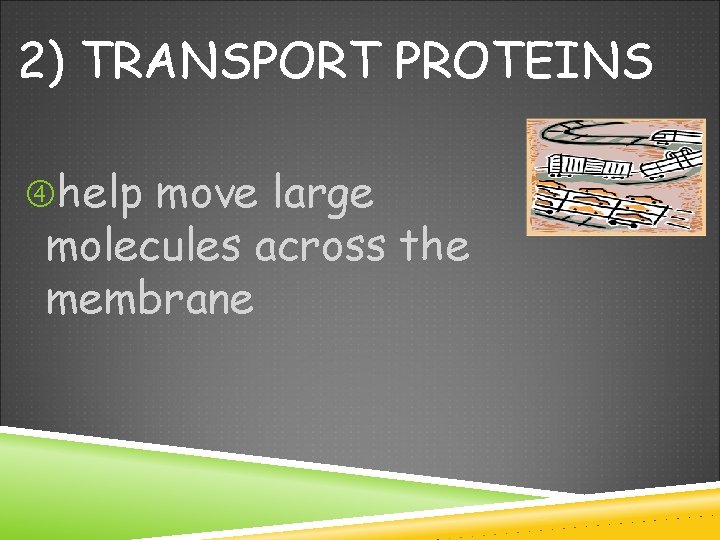 2) TRANSPORT PROTEINS help move large molecules across the membrane 