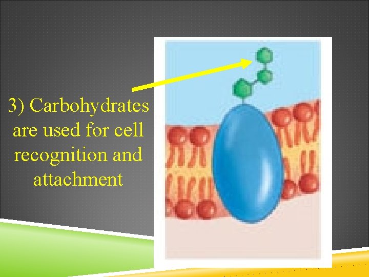 3) Carbohydrates are used for cell recognition and attachment 