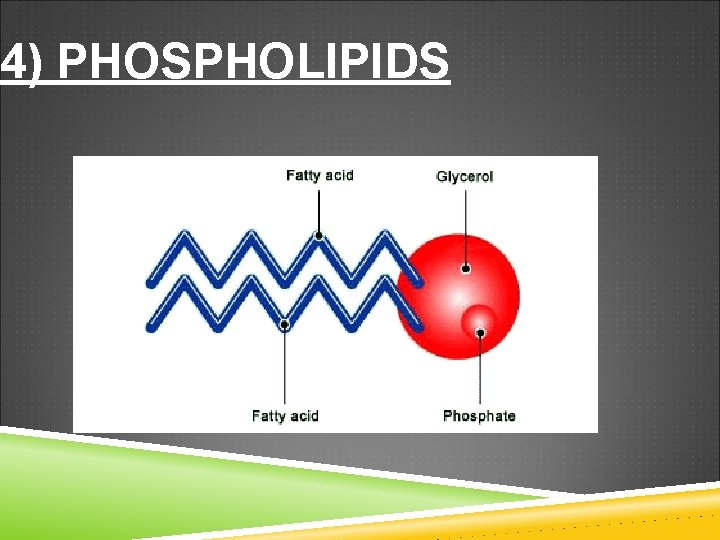 4) PHOSPHOLIPIDS 