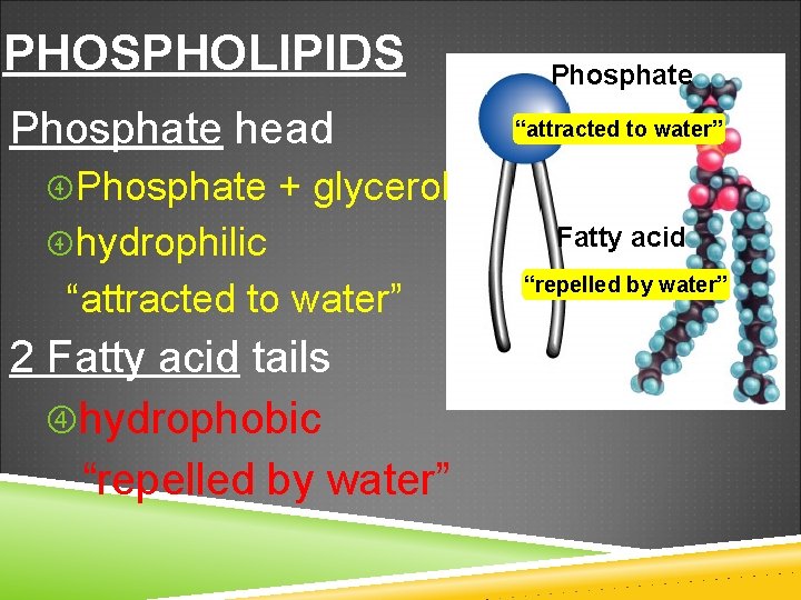 PHOSPHOLIPIDS Phosphate head Phosphate “attracted to water” Phosphate + glycerol hydrophilic “attracted to water”