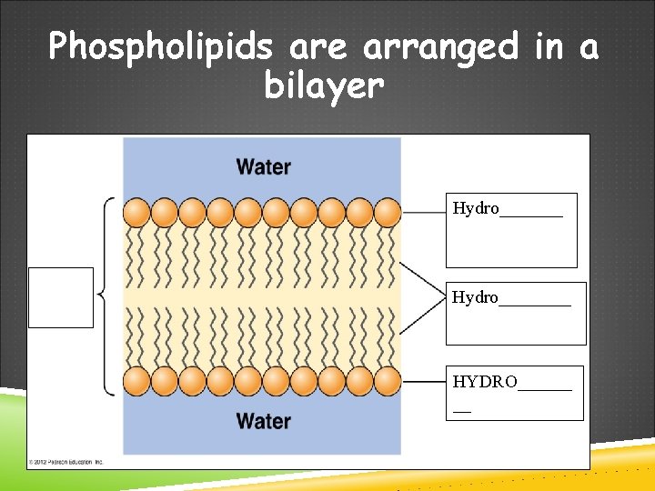 Phospholipids are arranged in a bilayer Hydro________ HYDRO______ __ 