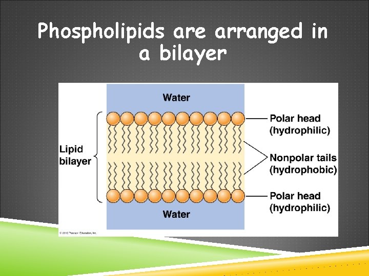 Phospholipids are arranged in a bilayer 