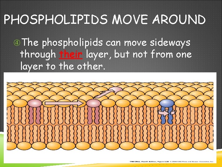 PHOSPHOLIPIDS MOVE AROUND The phospholipids can move sideways through their layer, but not from