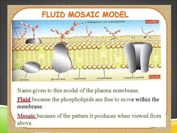 Name given to this model of the plasma membrane. Fluid because the phospholipids are